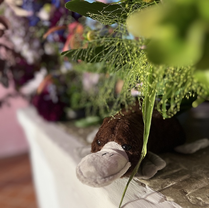 Foto: Philine Eidt Ein Schnabeltier liegt auf dem Altar, umgeben von BLumen